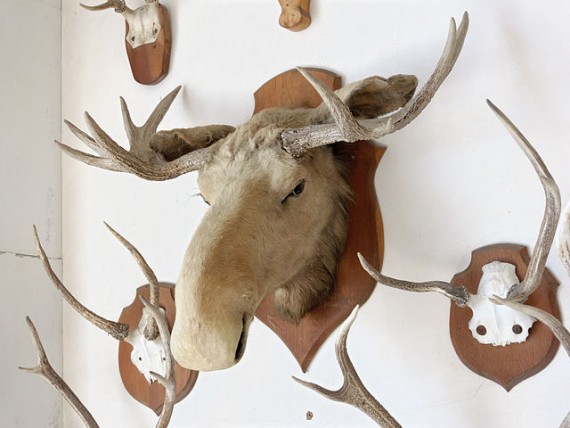 640px-Alces_alces_elan_trophee_chateau_Tanlay