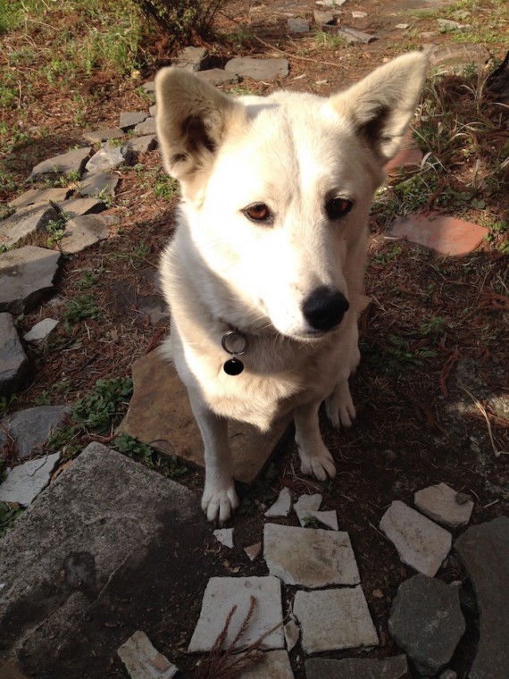 inu